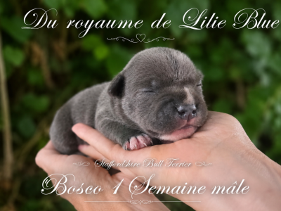 Les chiots de Staffordshire Bull Terrier