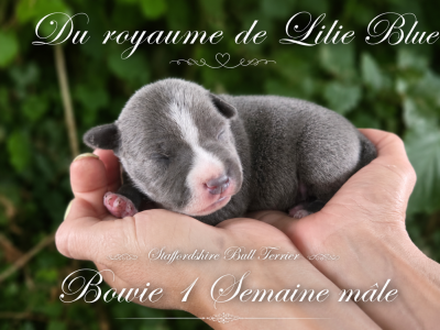 Les chiots de Staffordshire Bull Terrier