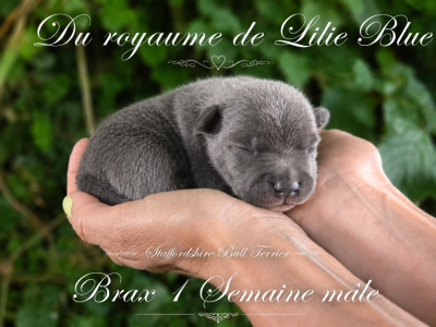 Les chiots de Staffordshire Bull Terrier
