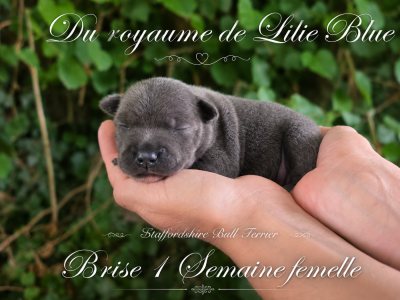 Les chiots de Staffordshire Bull Terrier