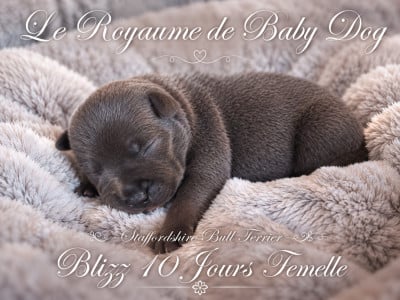 Les chiots de Staffordshire Bull Terrier