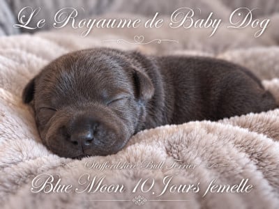Les chiots de Staffordshire Bull Terrier
