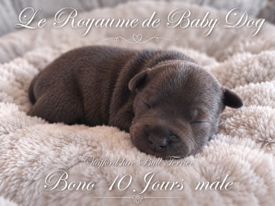 Les chiots de Staffordshire Bull Terrier