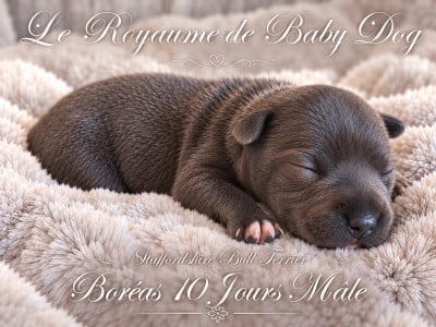 Les chiots de Staffordshire Bull Terrier