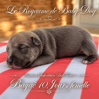 Les chiots de American Staffordshire Terrier
