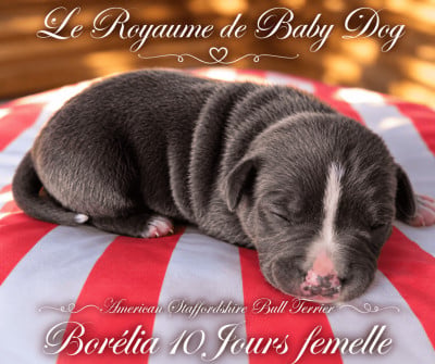 Les chiots de American Staffordshire Terrier