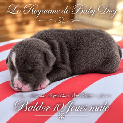 Les chiots de American Staffordshire Terrier