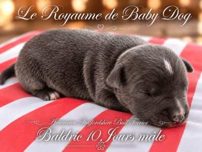 Les chiots de American Staffordshire Terrier