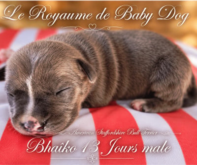 Les chiots de American Staffordshire Terrier