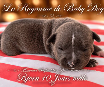 Les chiots de American Staffordshire Terrier