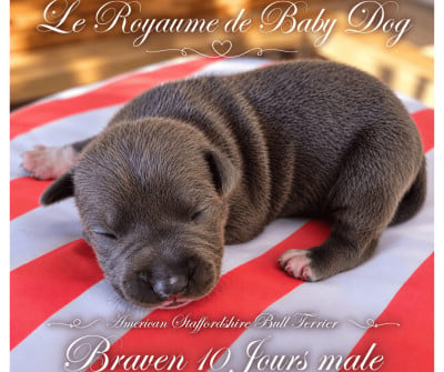 Les chiots de American Staffordshire Terrier