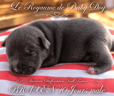 Les chiots de American Staffordshire Terrier