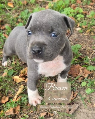 Les chiots de American Staffordshire Terrier