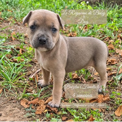 Les chiots de American Staffordshire Terrier