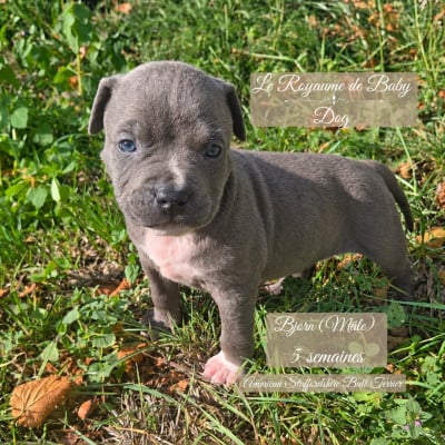 Les chiots de American Staffordshire Terrier