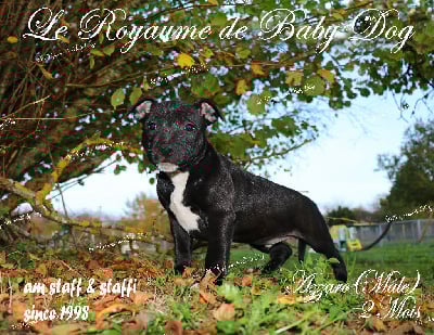 Les chiots de Staffordshire Bull Terrier