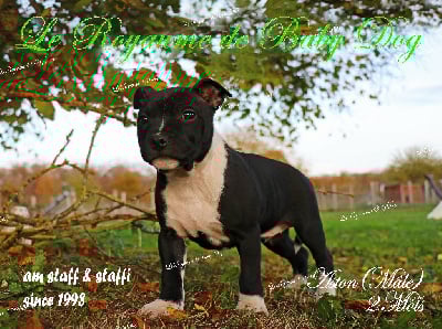 Les chiots de Staffordshire Bull Terrier