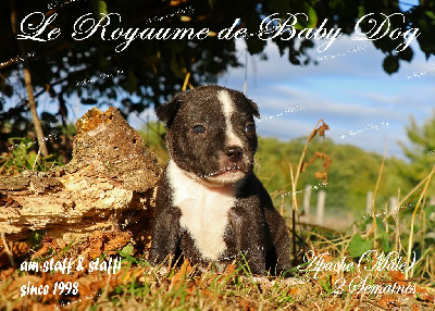 Les chiots de Staffordshire Bull Terrier