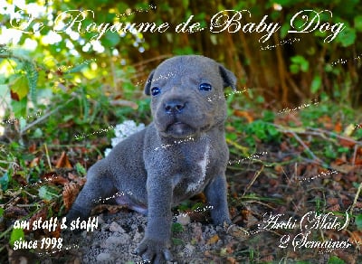 Les chiots de Staffordshire Bull Terrier
