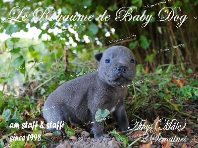 Les chiots de Staffordshire Bull Terrier