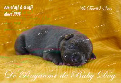 Les chiots de Staffordshire Bull Terrier