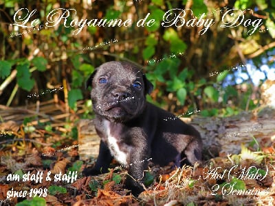 Les chiots de Staffordshire Bull Terrier