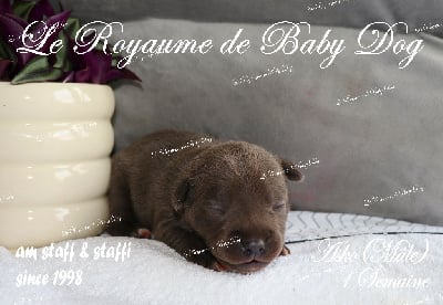 Les chiots de Staffordshire Bull Terrier