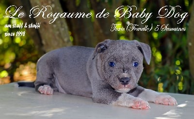 Les chiots de Staffordshire Bull Terrier