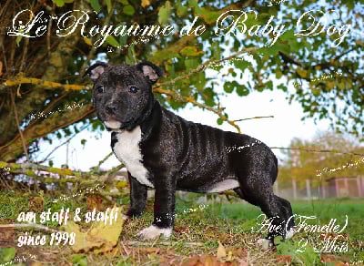 Les chiots de Staffordshire Bull Terrier