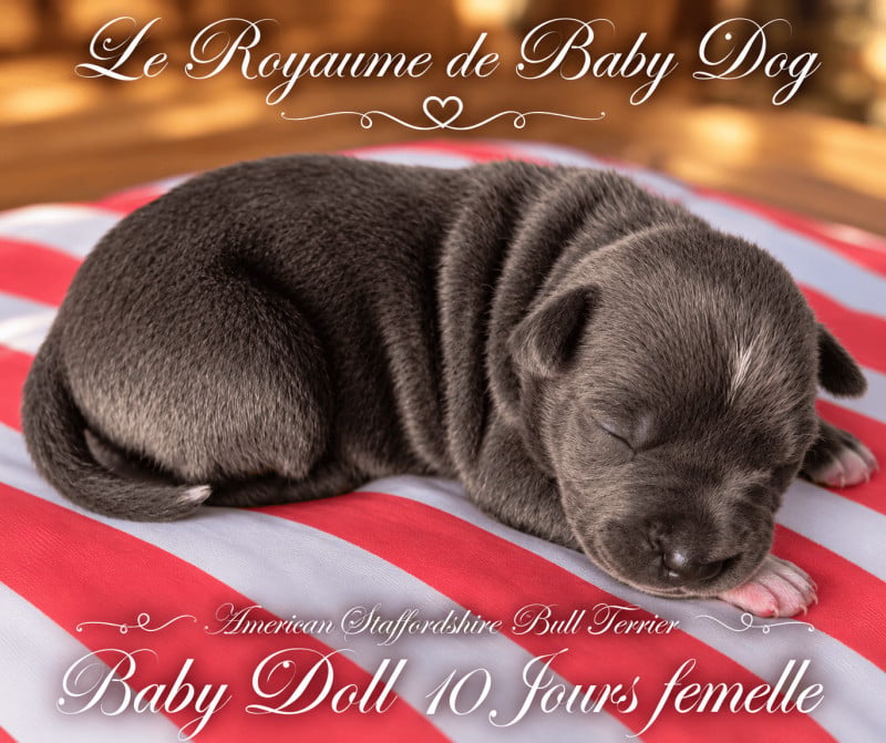 American Staffordshire Terrier - Du Royaume De Baby Dog