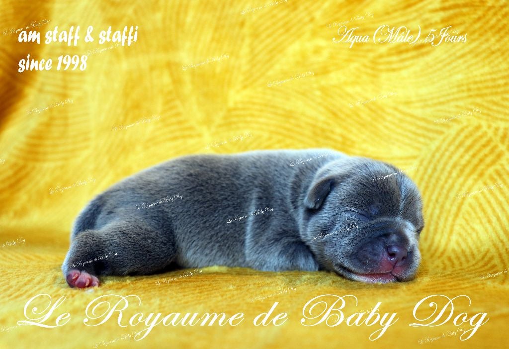 Staffordshire Bull Terrier - Du Royaume De Baby Dog