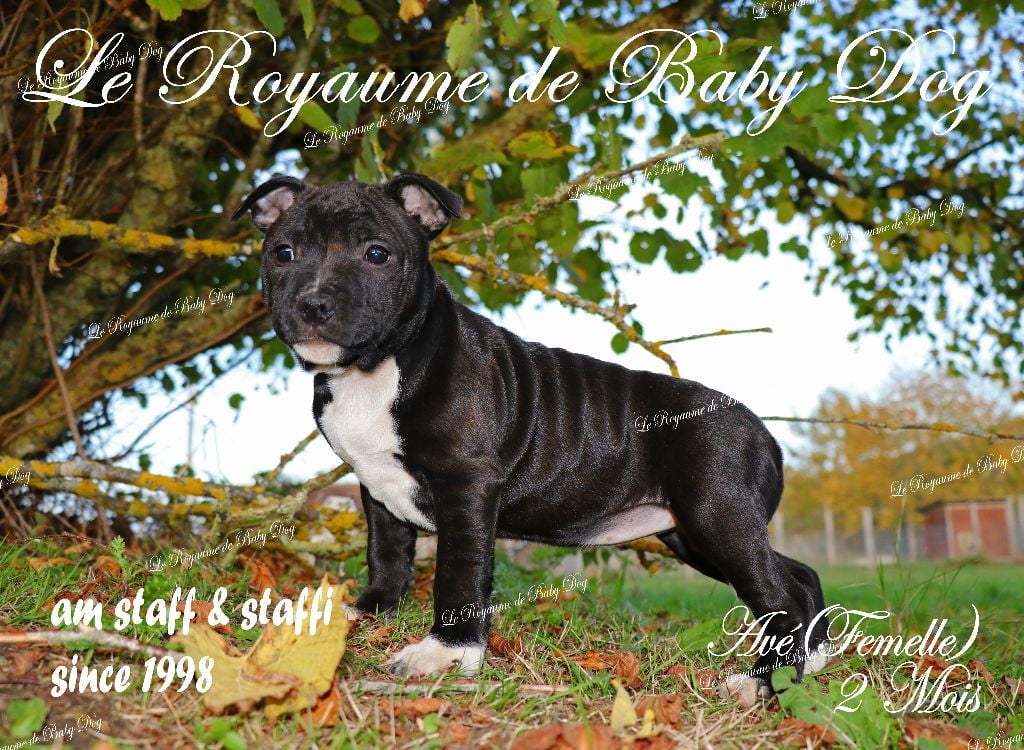 Staffordshire Bull Terrier - Du Royaume De Baby Dog