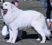 Publication : De Bigerionnes Auteur : Régine CAPEL