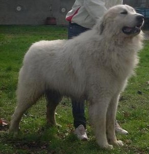 Publication : De Bigerionnes Auteur : Régine CAPEL