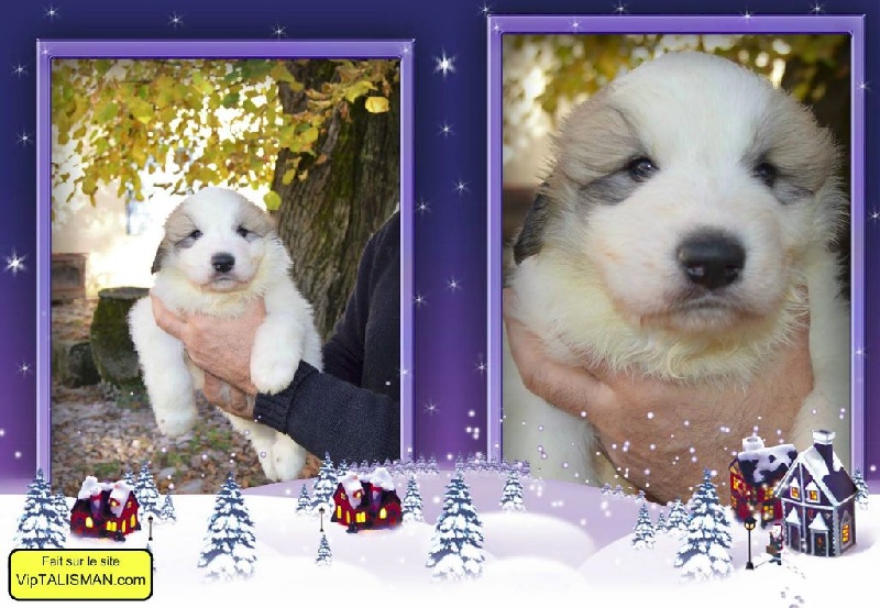 Chiot - Elevage De Bigerionnes - eleveur de chiens Chien Chiot - Elevage De Bigerionnes - eleveur de chiens Chien