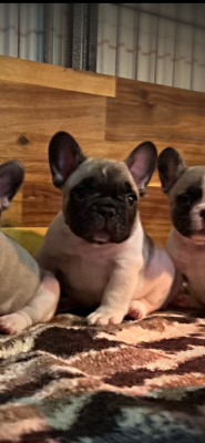 Les chiots de Bouledogue français