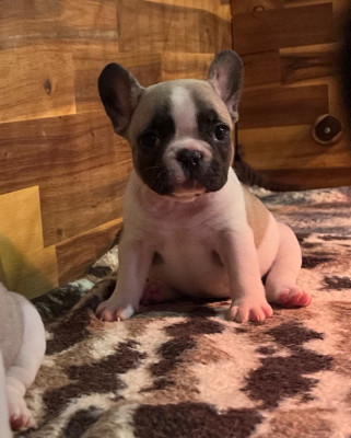 Les chiots de Bouledogue français