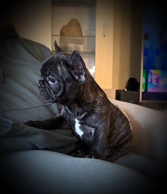 Les chiots de Bouledogue français