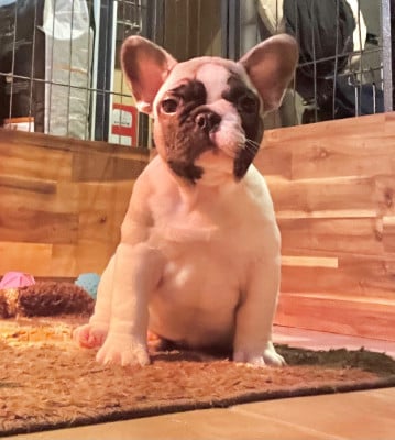 Les chiots de Bouledogue français