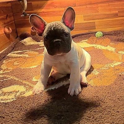 Les chiots de Bouledogue français