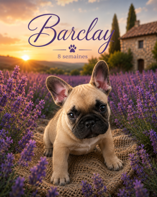 Les chiots de Bouledogue français