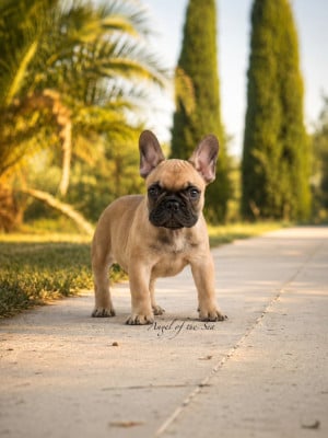 Les chiots de Bouledogue français