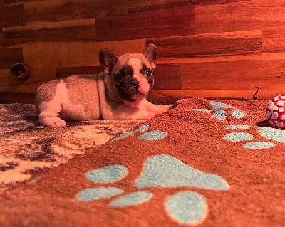 Les chiots de Bouledogue français