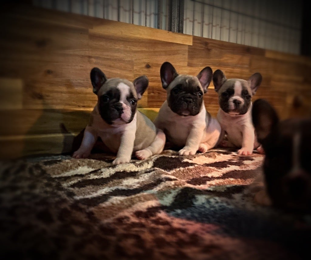 Bouledogue français - Angel Of The Sea