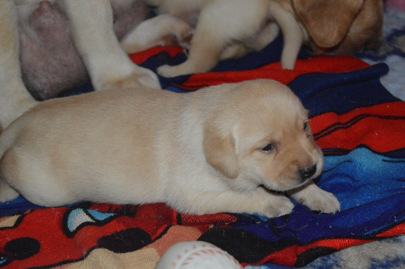CHIOT 1 - Labrador Retriever