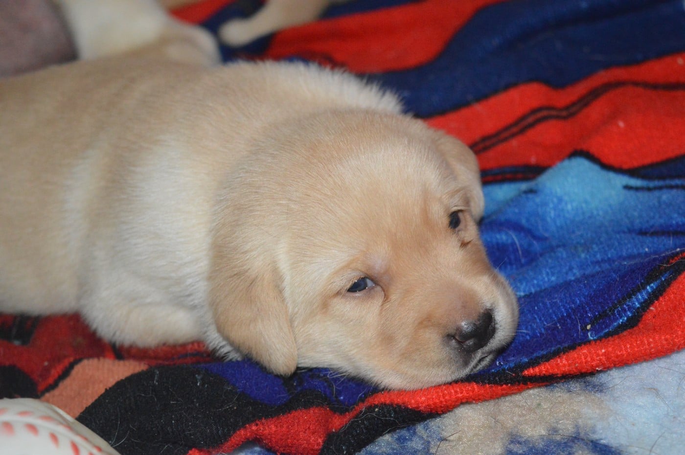 CHIOT 2 - Labrador Retriever