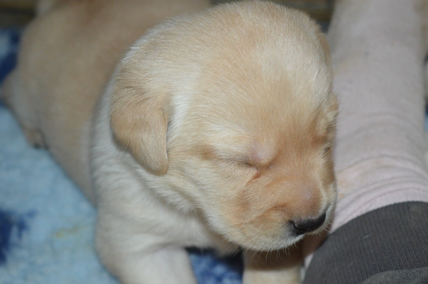 CHIOT 4 - Labrador Retriever