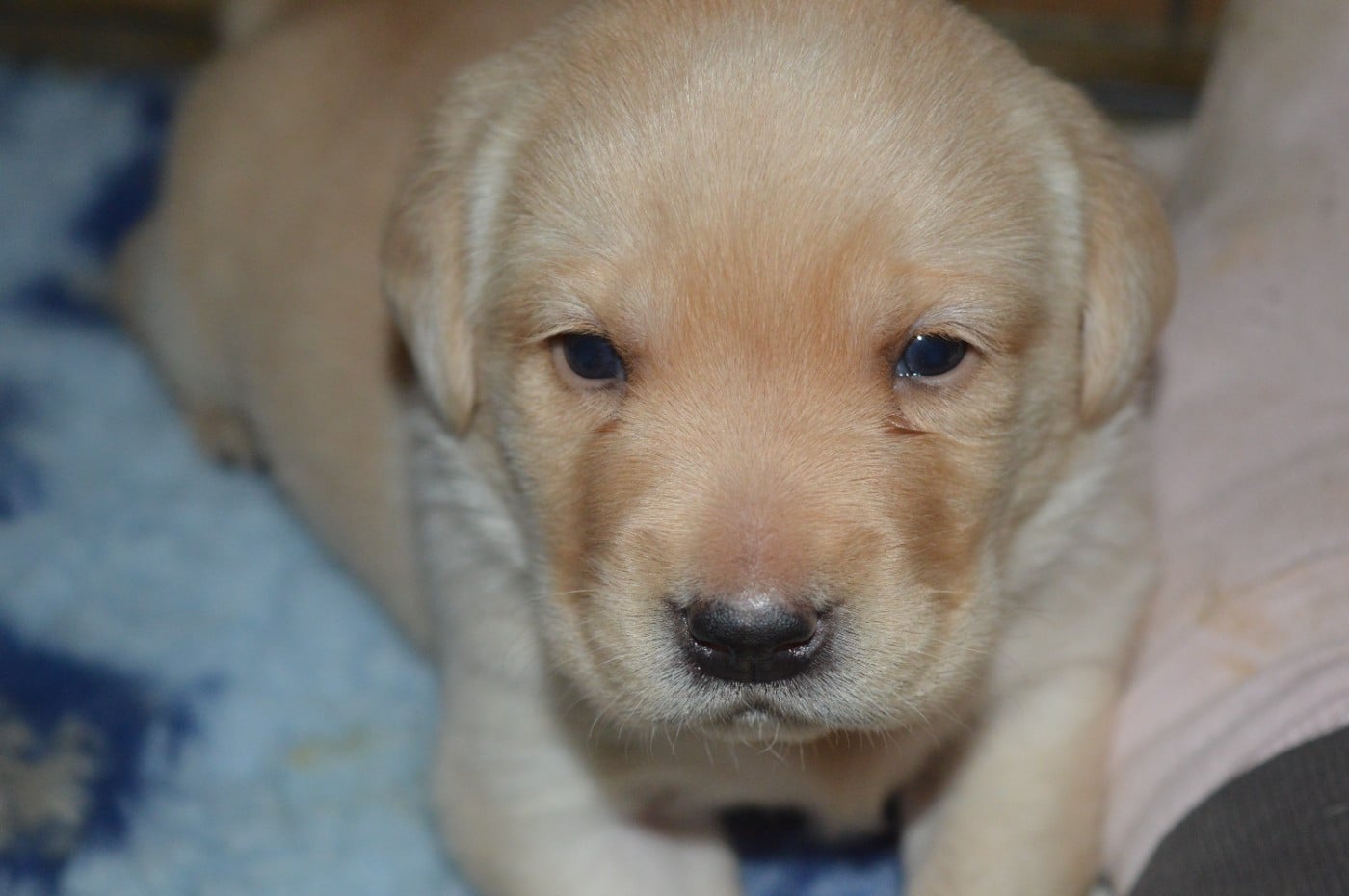 CHIOT 6 - Labrador Retriever