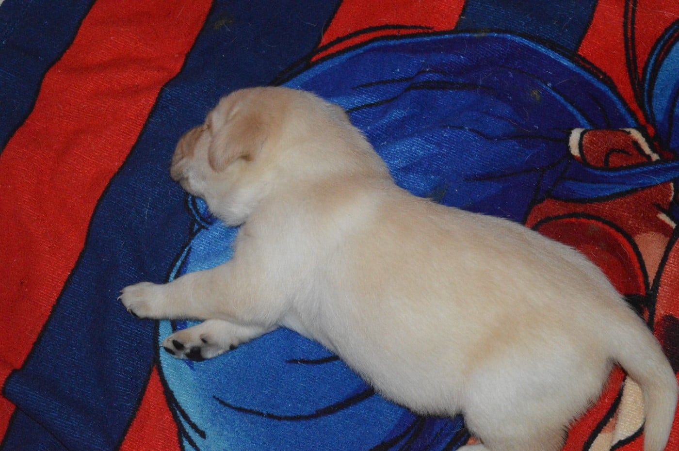 CHIOT 7 - Labrador Retriever