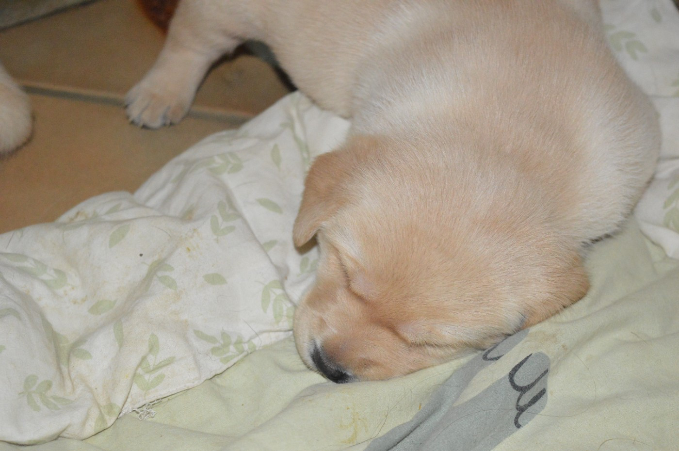 CHIOT 5 - Labrador Retriever